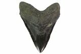Fossil Megalodon Tooth - South Carolina #135925-1
